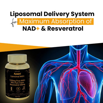 Reverse the Clock: The Science Behind Ayaani's Liposomal NAD+ with Resveratrol for Cellular Rejuvenation - Ayaani