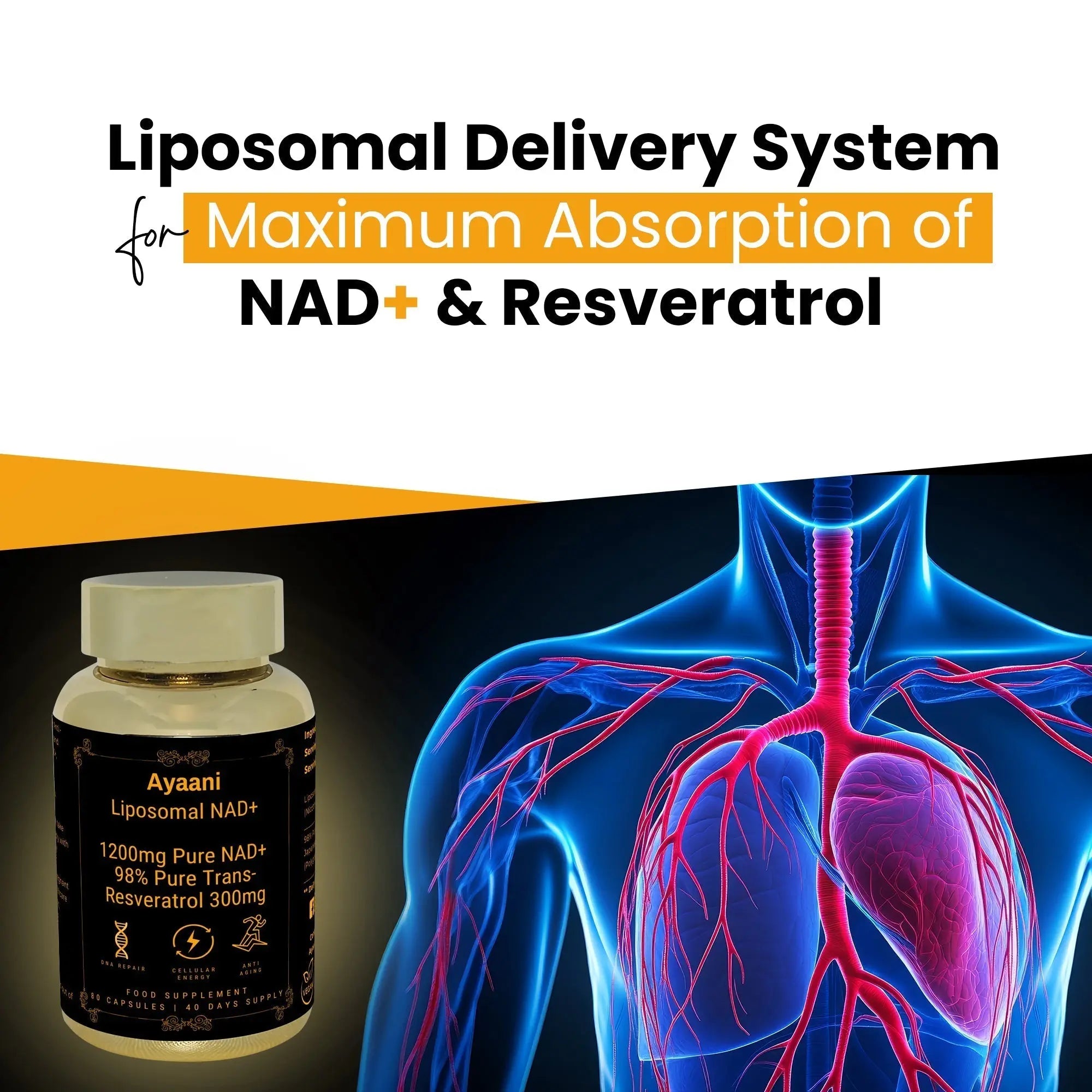 Reverse the Clock: The Science Behind Ayaani's Liposomal NAD+ with Resveratrol for Cellular Rejuvenation - Ayaani